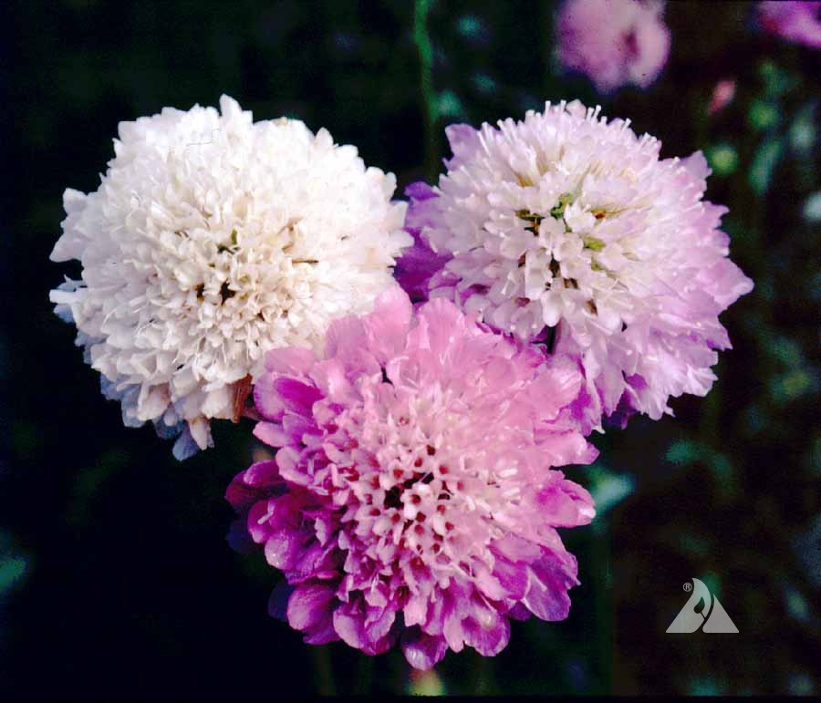 Organic SoCal Mix Scabiosa Seeds - San Diego Seed Company