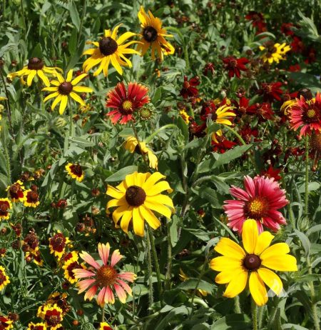 Short Prairie Flower Mixture
