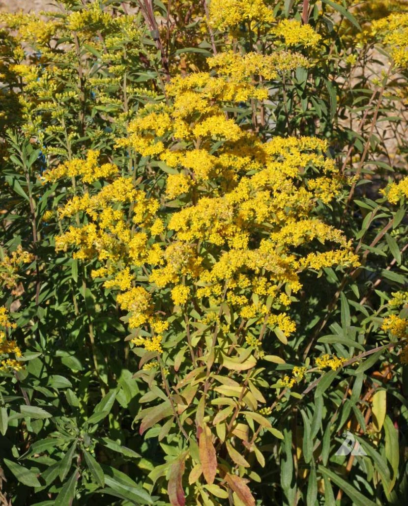 Fall Blooming Perennials | Applewood Seed Company