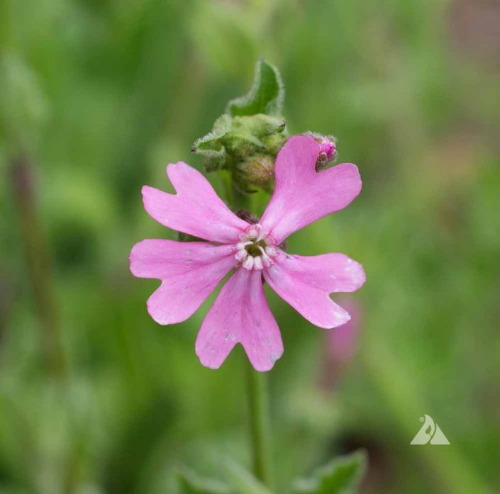 Nodding Catchfly (Silene pendula) | Applewood Seed Company