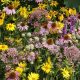 Tall Prairie Flower Mixture