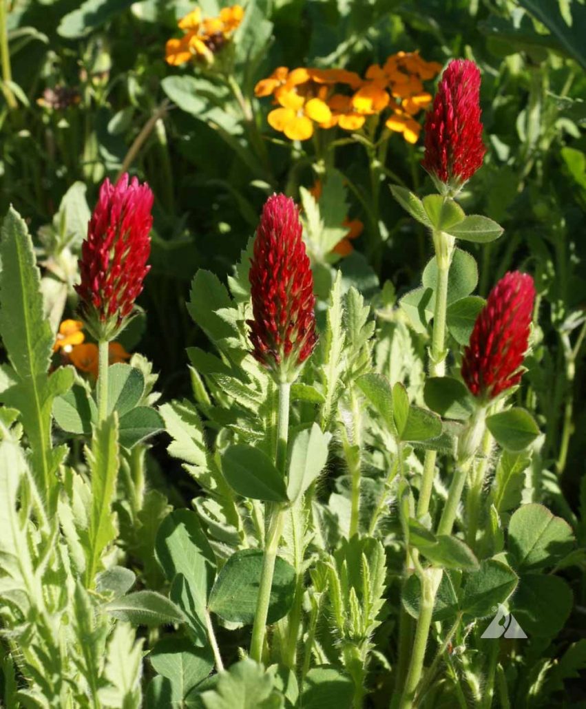 Crimson Clover Trifolium Incarnatum Applewood Seed Company