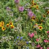 Western Pollinator Seed Mix