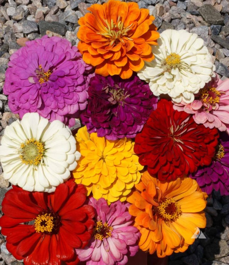 Zinnia California Giants Mix (Zinnia elegans) Applewood Seed Company