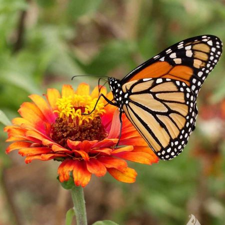 Monarch Butterfly Seed Mix