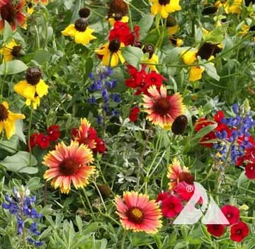 thumbnail image 2 of Country Creek Acres Wildflower Seed Mix (16 Oz) - Over 9000 Seeds For Gardens 2 of 6