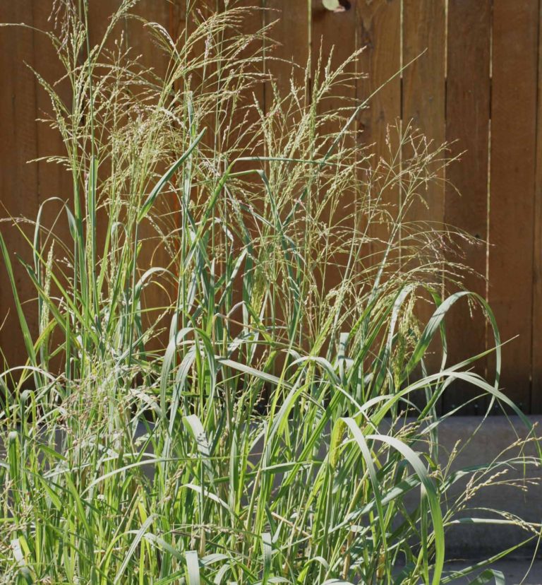 switchgrass-blackwell-panicum-virgatum-applewood-seed-company