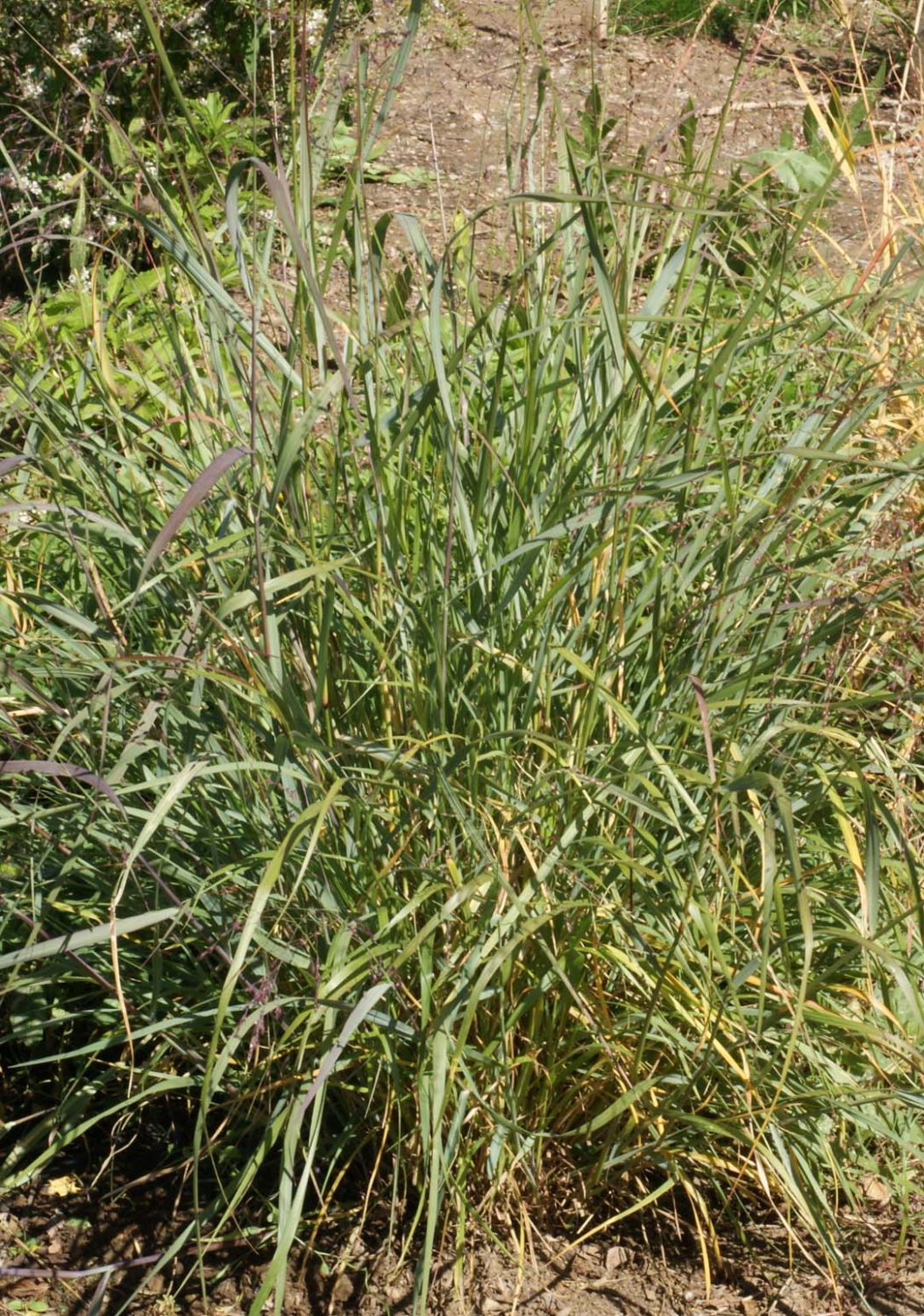 switchgrass-dacotah-panicum-virgatum-applewood-seed-company