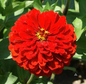 Zinnia-Scarlet-ZESC-1401 Zinnia ‘Scarlet Flame’ (Zinnia elegans) with a scarlet-red double bloom.
