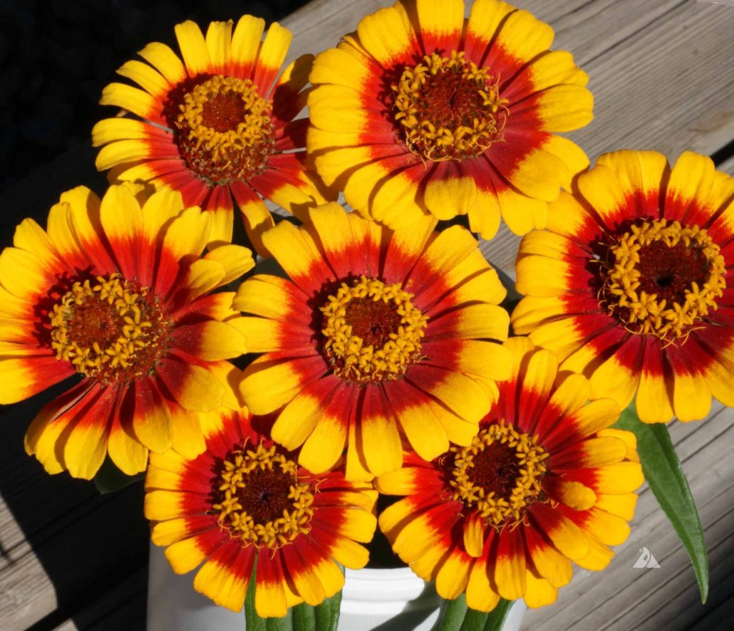 Zinnia Sombrero (Zinnia elegans) | Applewood Seed Company