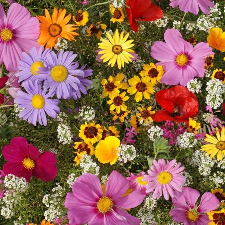 Flower Seed Mixes