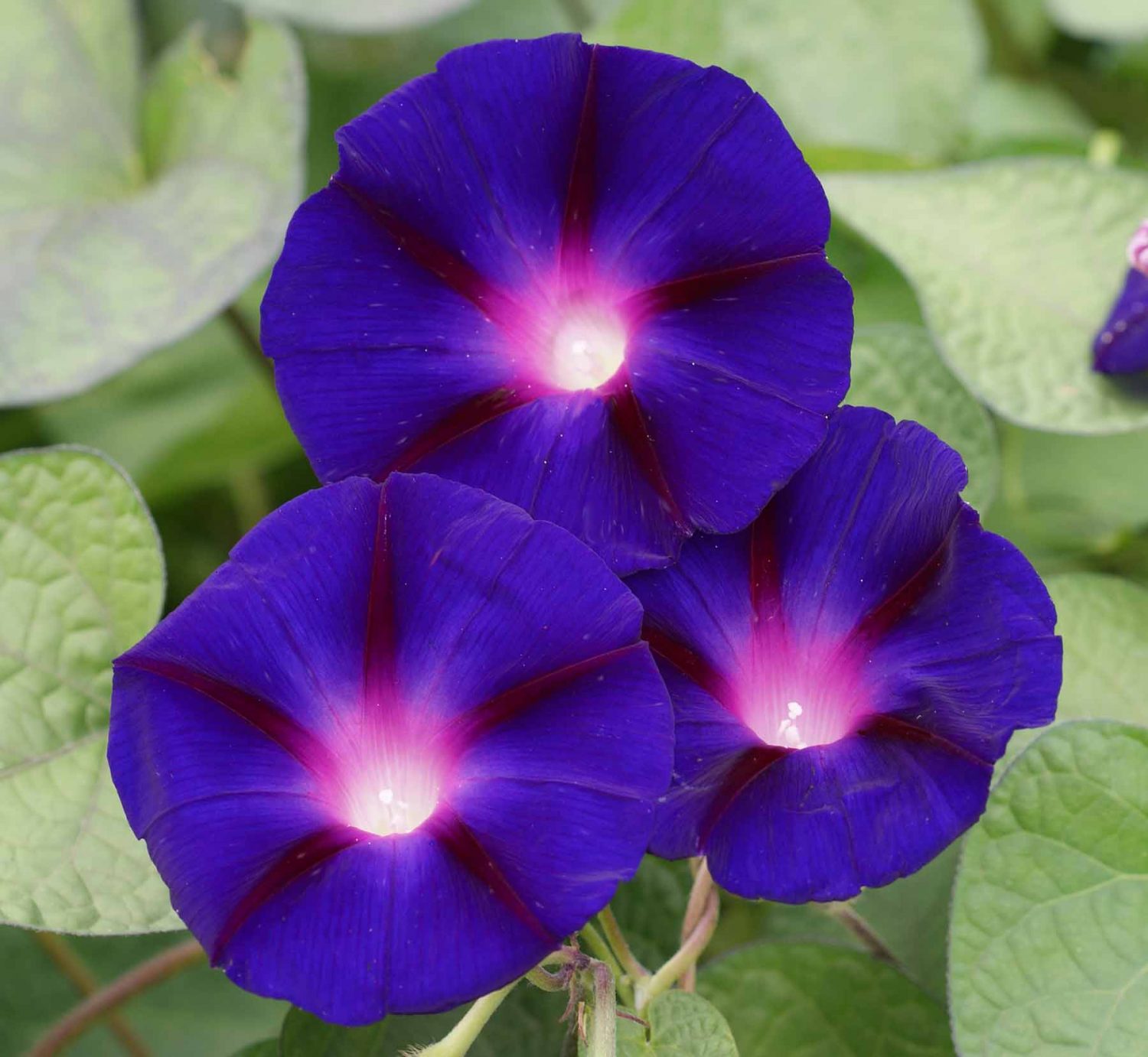 Open Pollination What are Open Pollinated Flowers? | Applewood Seed Company