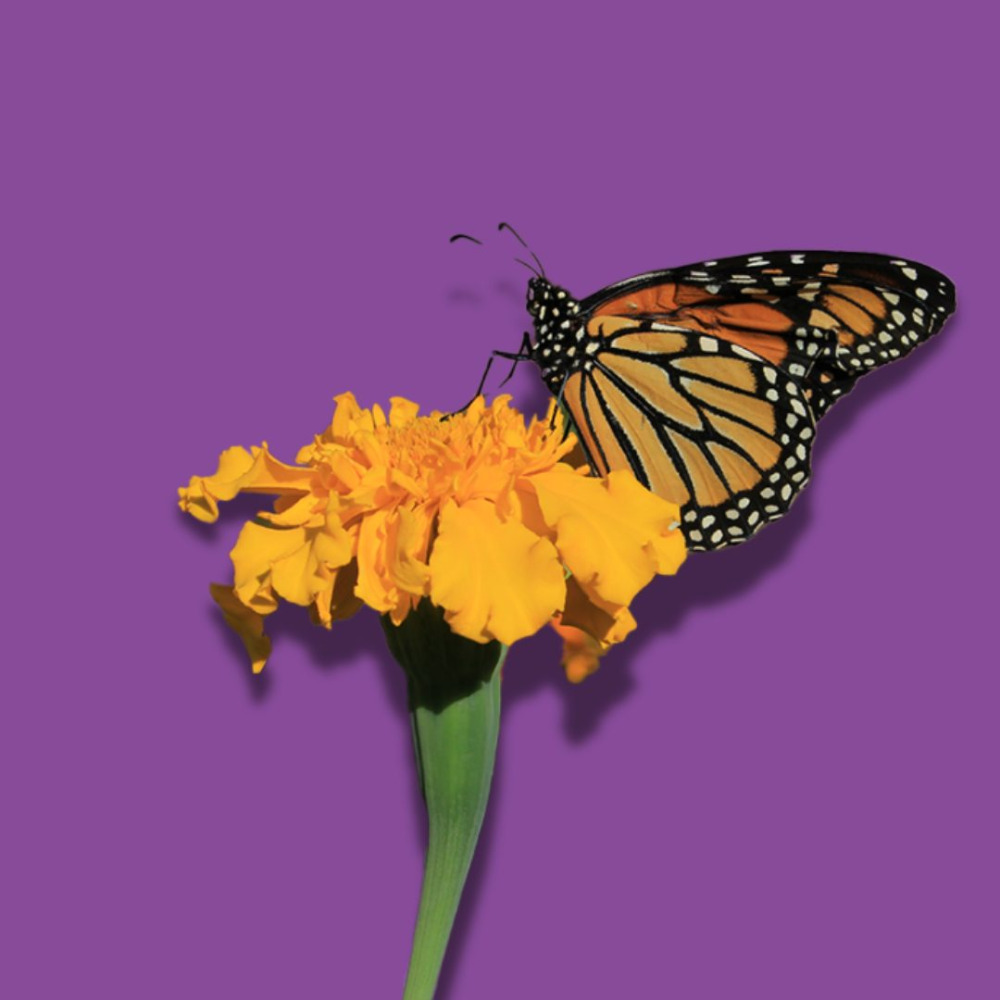 monarch on flower