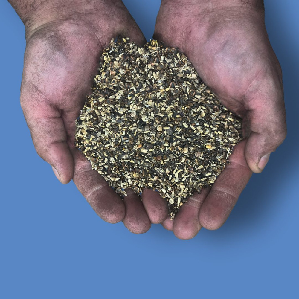 seeds in hand hand holding wildflower seeds