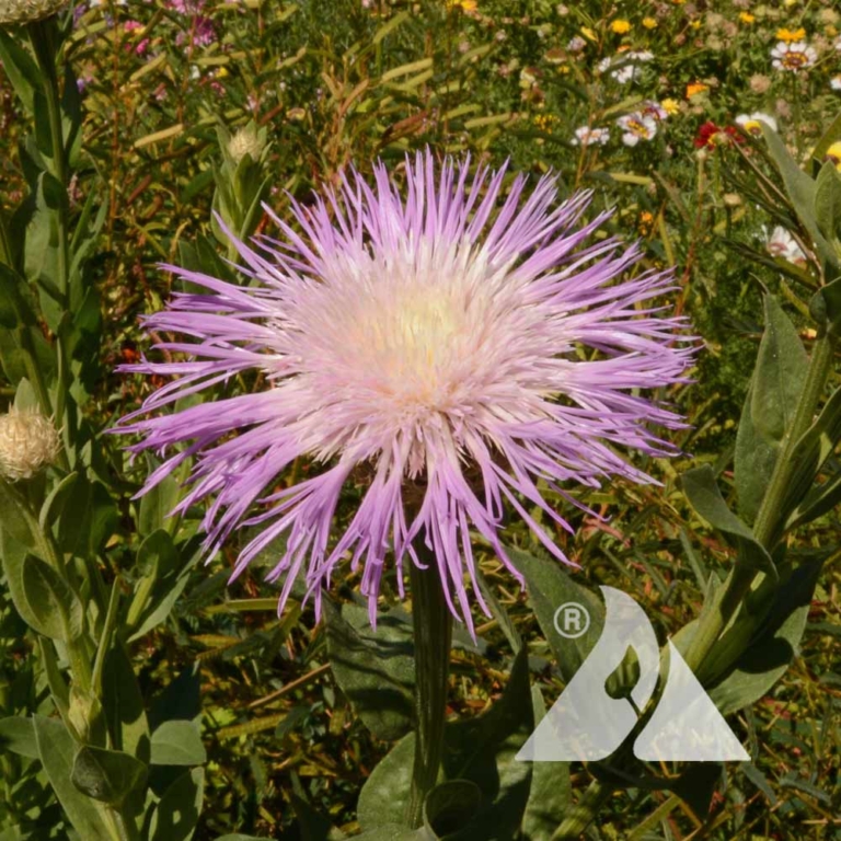 American Basketflower (Centaurea americana) Applewood Seed Co.