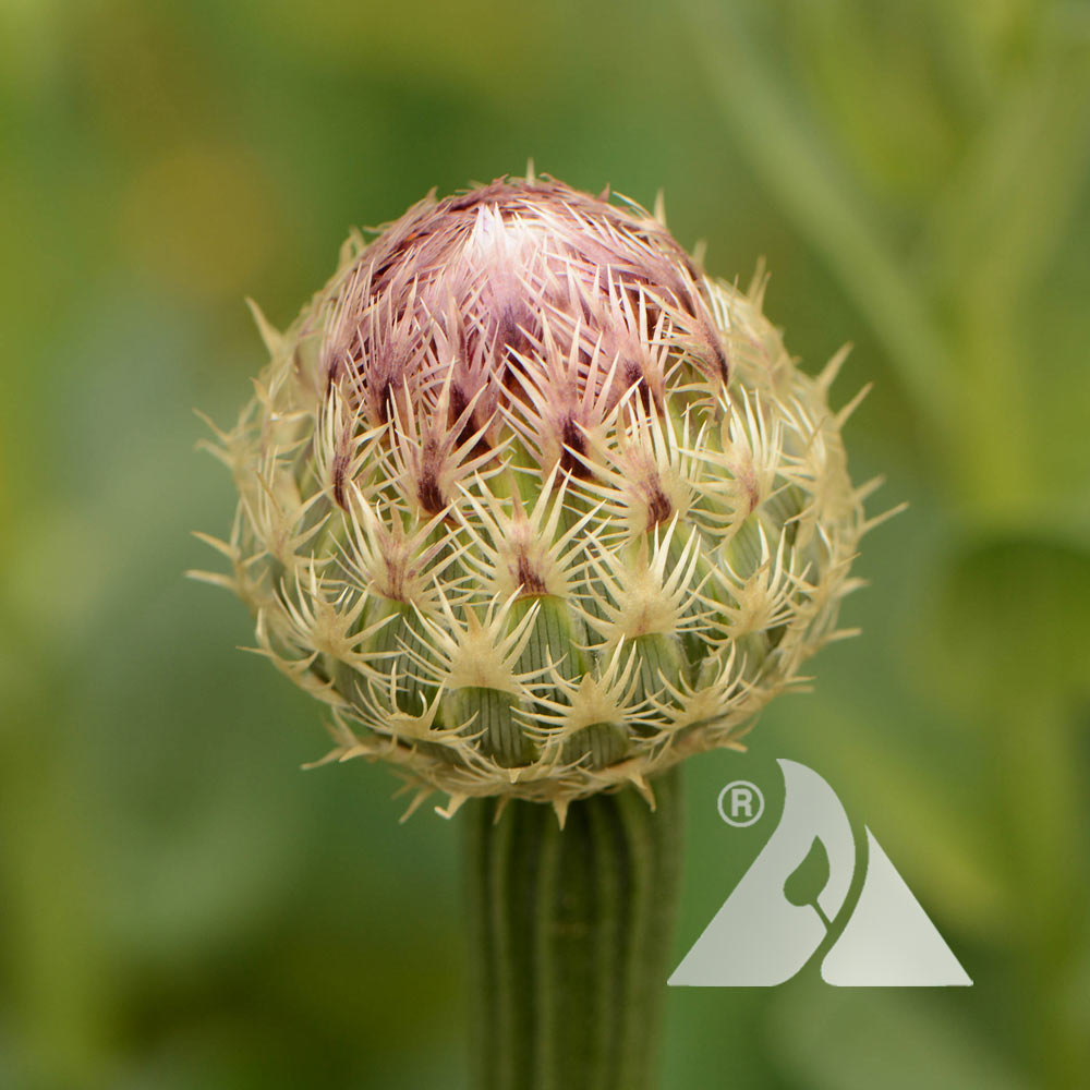 American Basketflower (Centaurea americana)