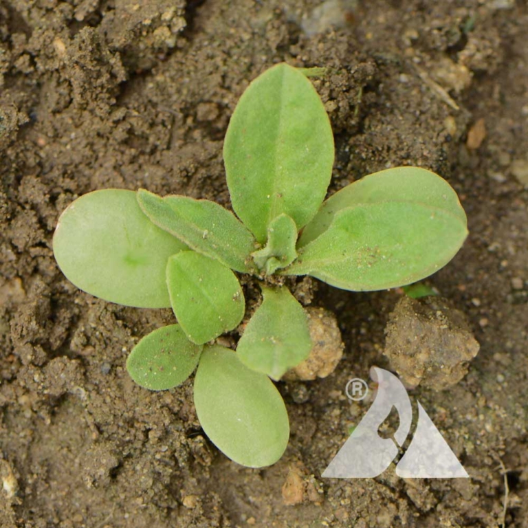 American Basketflower (Centaurea americana) Applewood Seed Co.