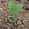 Annual Sweet Pea "Early Multiflora Mix" (Lathyrus odorata)