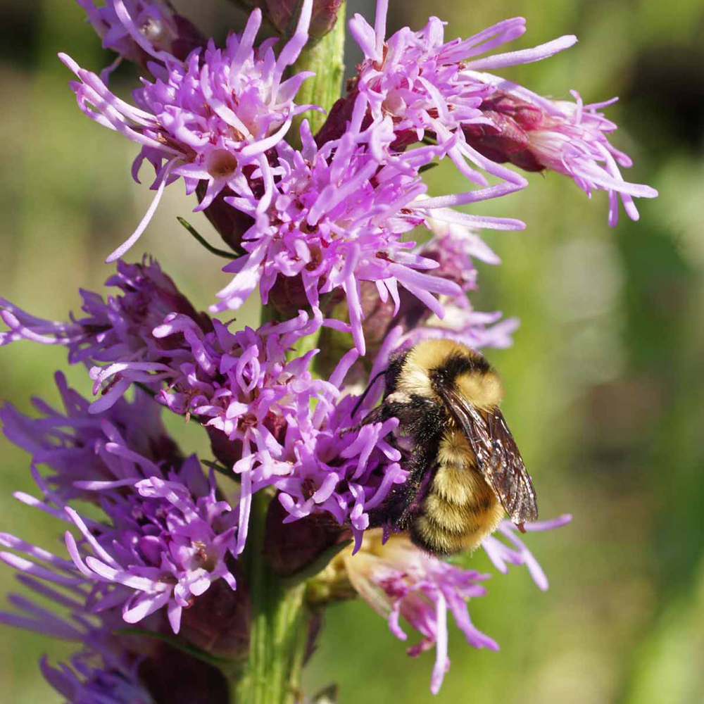 Celebrate Pollinator Month Seed Mixes for Pollinators Applewood Seed
