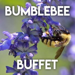 Bumblebee Buffet Mix