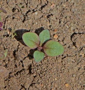 Hairy Beardtongue (Penstemon hirsutus)