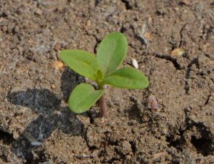 Bloodflower (Asclepias curassavica)