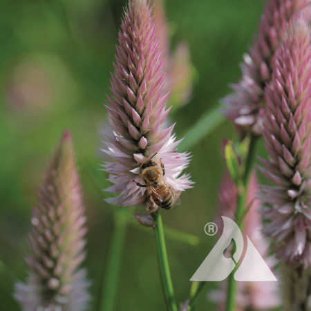 a close up image of a Celosia 'Flamingo Feather' bloom