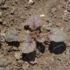 California Bluebell (Phacelia campanularia)