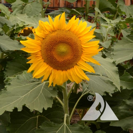Dwarf Sunflower 'Incredible' (Helianthus annuus)