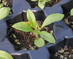 Wallflower, English (Cheiranthus cheiri)