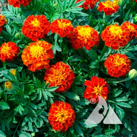French Marigold 'Red Cherry' (Tagetes patula)
