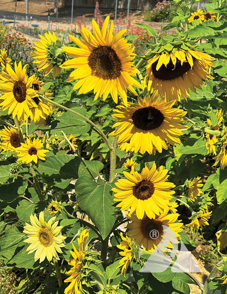 Sunflower 'Incredible' (Helianthus annuus) | Applewood Seed Company