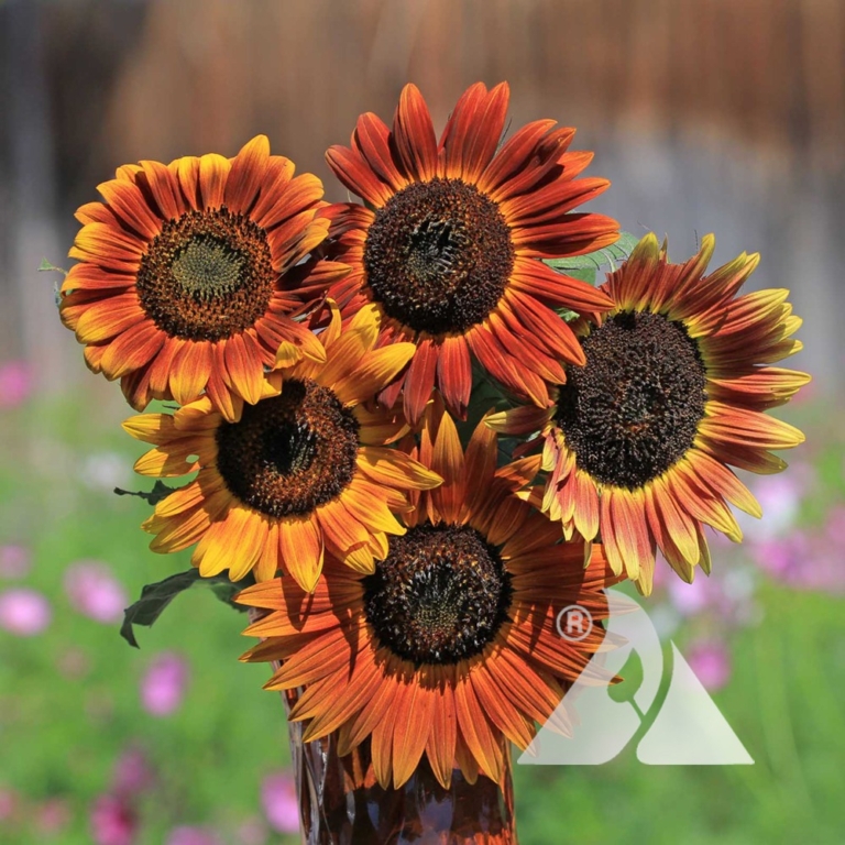 Sunflower Evening Sun (Helianthus annuus) Applewood Seed Company