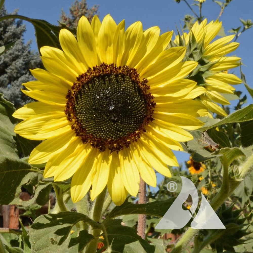 Sunflower 'Moonshine' (Helianthus annuus) | Applewood Seed Company