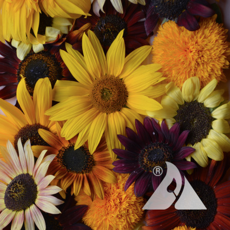 Sunflower formula mix blooms displayed on a table