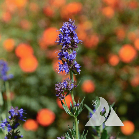 Hyssop bloom close up