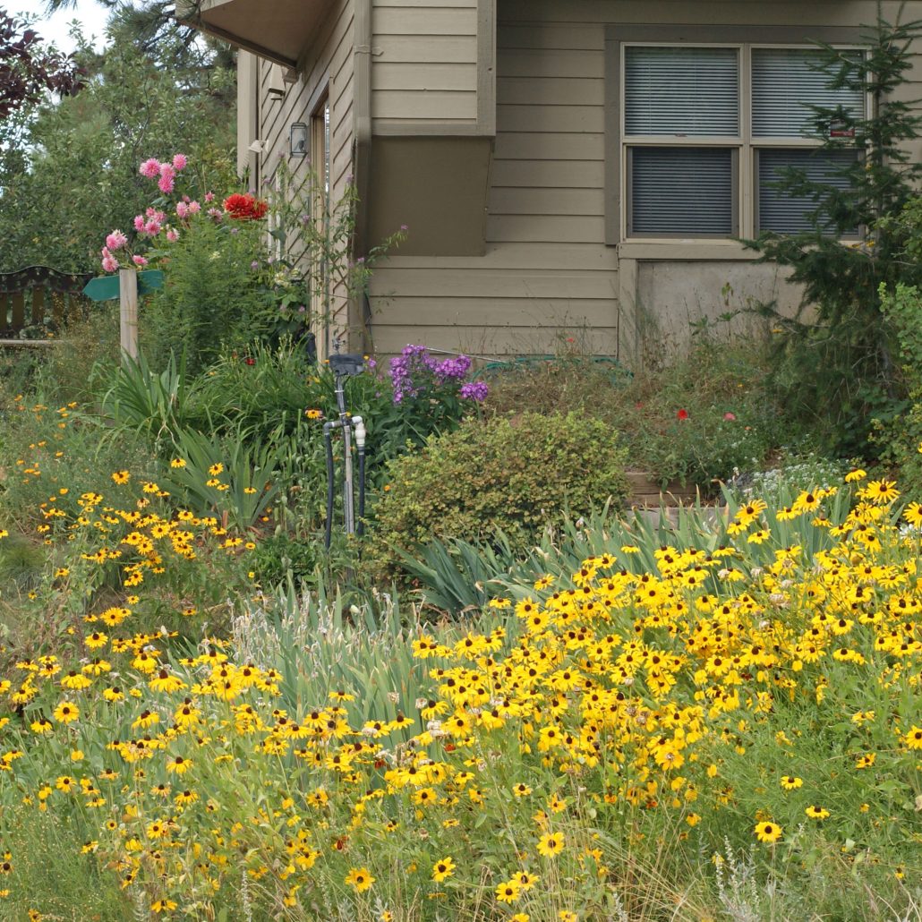 Urban Gardens Can Provide Great Habitat for Pollinators Applewood