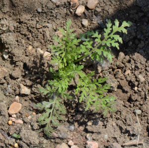 Lacy Phacelia (Phacelia tanacetifolia)
