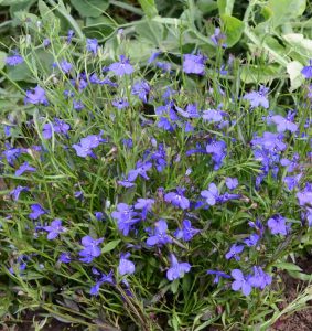 Lobelia Crystal Palace (Lobelia erinus)
