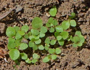 Lobelia 'Crystal Palace' (Lobelia erinus)