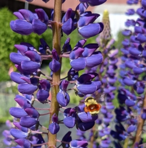 A Hunt's bumblebee collects pollen from a Perennial Lupine. Colorado Pollinator