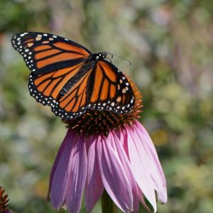 Monarch Butterfly Mix