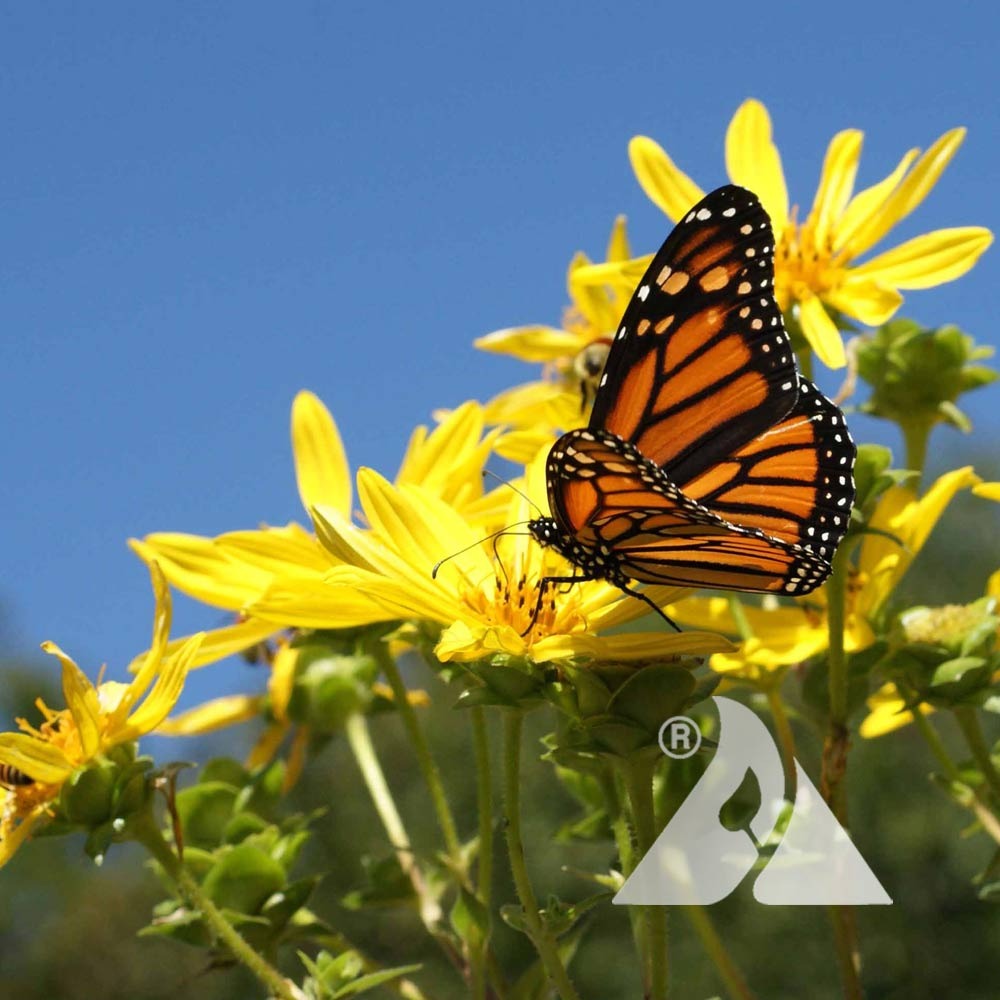 Monarch-092013-(107)