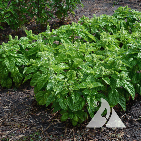 Sweet Basil 'Lettuce Leaf' planted in a garden