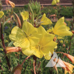 Hooker's Evening Primrose