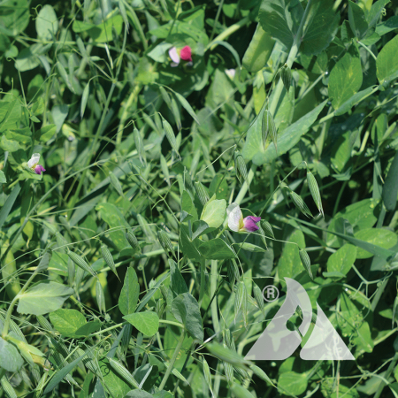 A cover crop mix of field peas and oats.