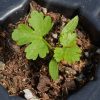 Parsley, Italian (Petroselinum crispum latifolium)