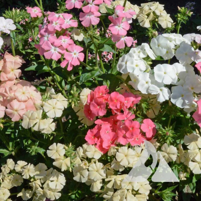 Pastel Shades Mix Annual Phlox (Phlox drummondii) Applewood Seed Co