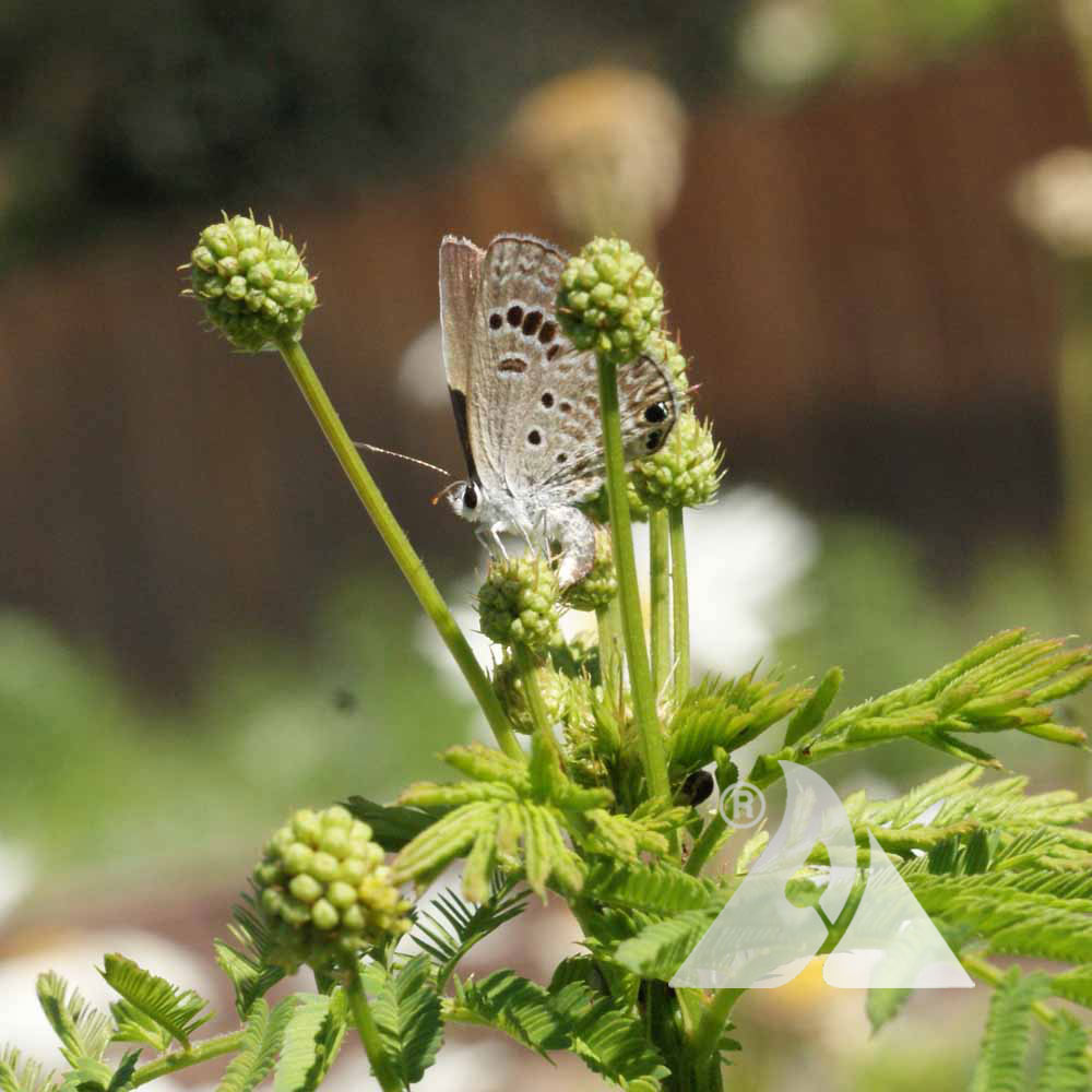 Reakirt's Blue Butterfly Laying Eggs on a Illinois Bundleflower Applewood Seed Company
