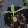 Milkweed, Showy (Asclepias speciosa)